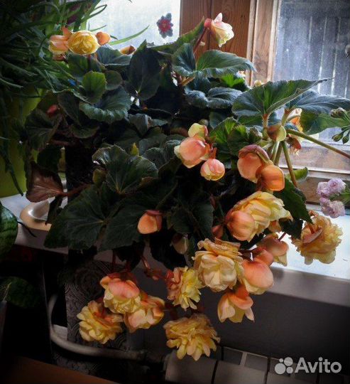 Комнатные цветы