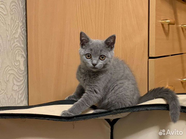 Британская короткошерстная