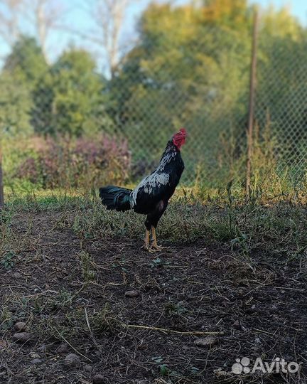 Бойцовые петухи