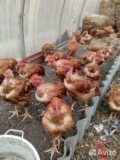 Куры голошейки