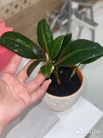 Фикус каучуконосный эластика мелани