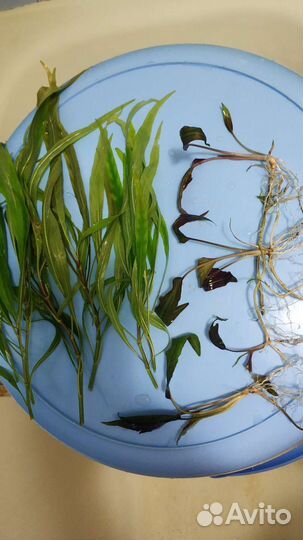 Аквариумное растение