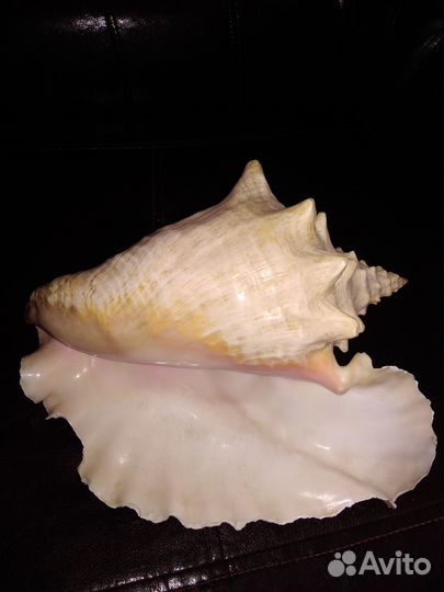 Раковина морского моллюска