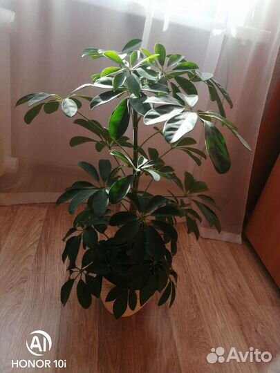 Комнатные цветы шефлера