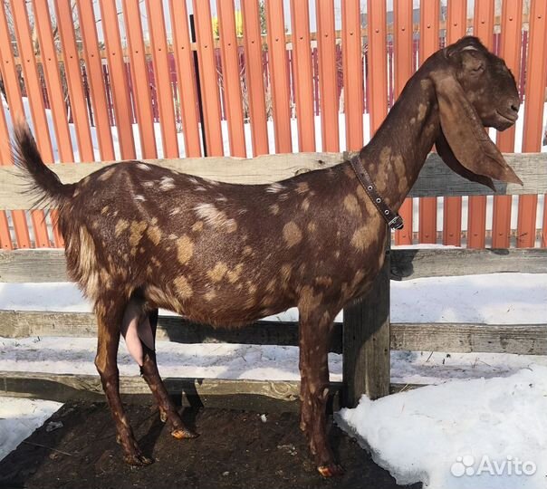 Коза камори 75 %дойная