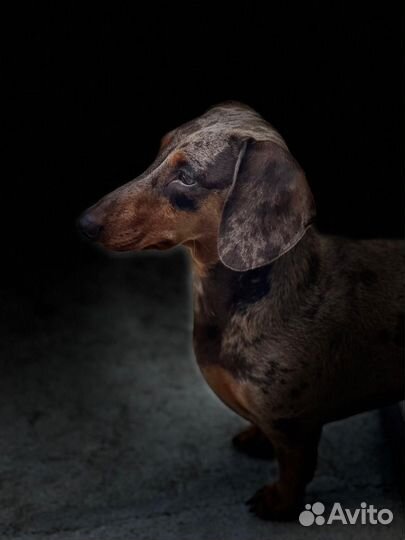 Миниатюрная такса