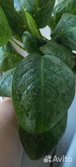 Аглаонемы 