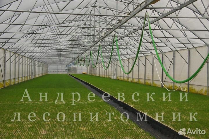 Сеянцы и саженцы сосны и ели зкс