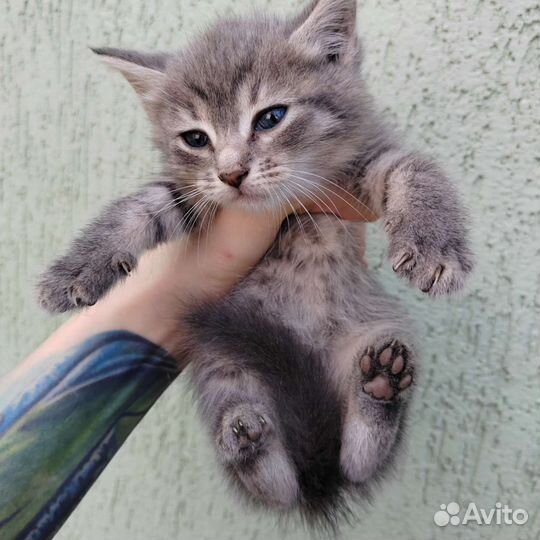 Кошка в дар бесплатно