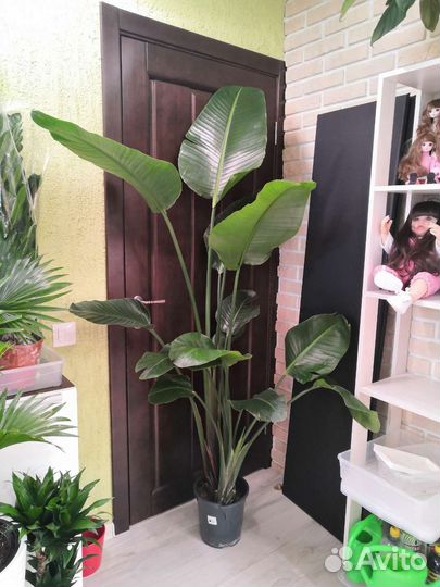 Стрелиция Николая 3 в 1, 24/190