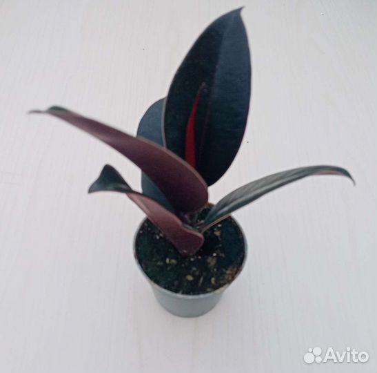 Фикус Робуста