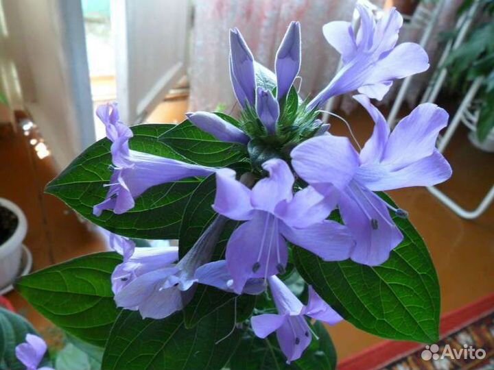 Семена комнатных растений