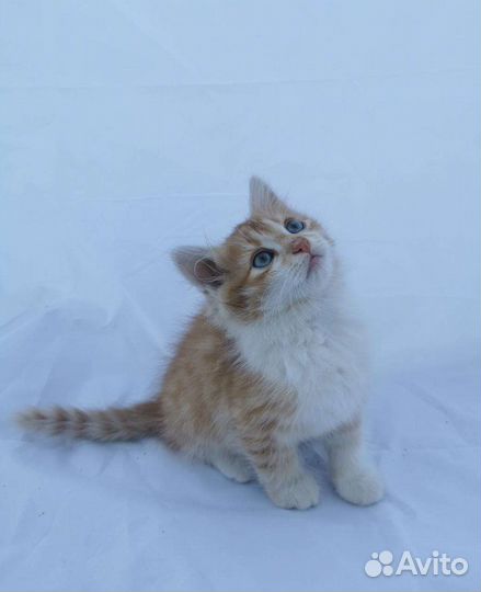 Рыжий голубоглазый Лучик (2 месяца) ищет дом