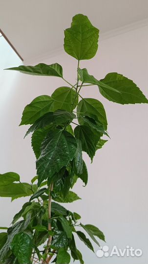 Гибискус махровый взрослое растение