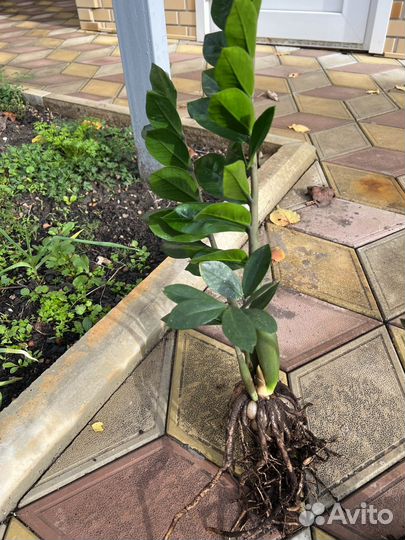 Замиокулькас