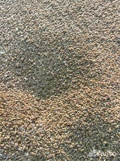 Пшеница в мешках 40кг