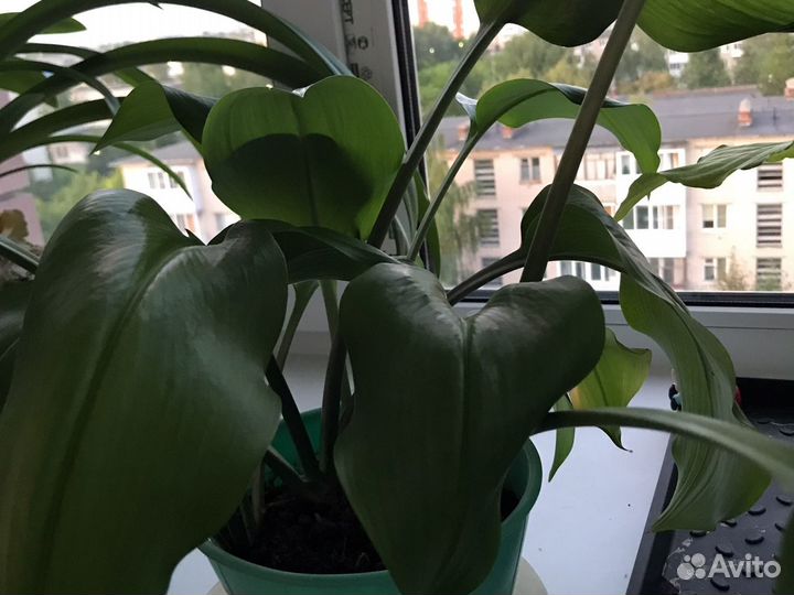 Лилия Амазонская