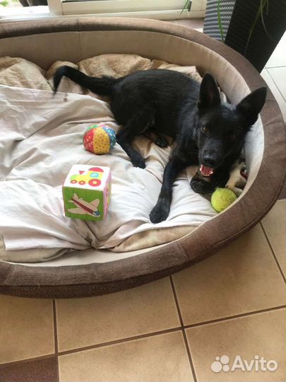 Собака-компаньон