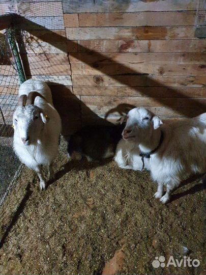 Бараны и овцы