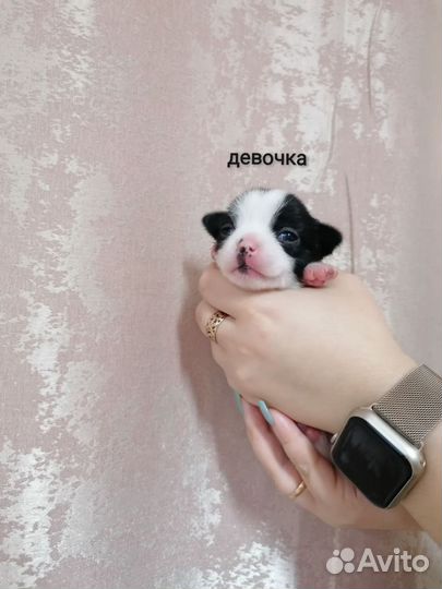 Щенки чихуахуа