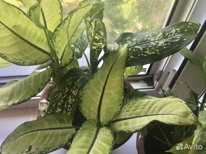 Диффенбахия