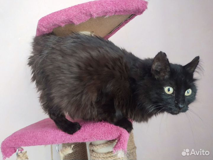 Очень ласковый котишка - заберите малыша домой