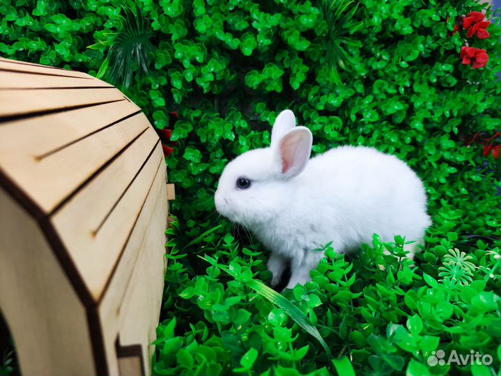 Мини карликовый кролик - львиный и другие