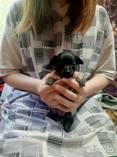 Щенки тойтерьер, бронь