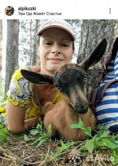 Домашнее козье молоко чистопородных альпийских коз