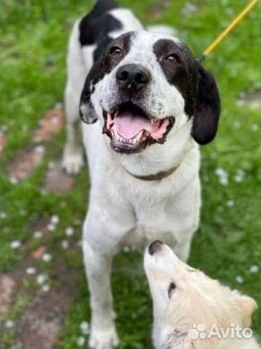 Собака в добрые руки