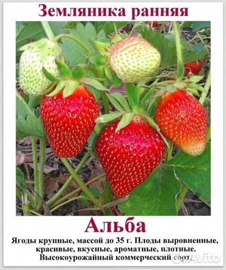 Клубника (земляника садовая, земклуника) рассада