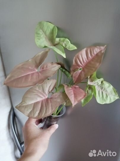 Сингониум ред харт