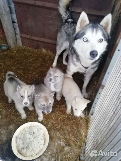 Щенки хаски