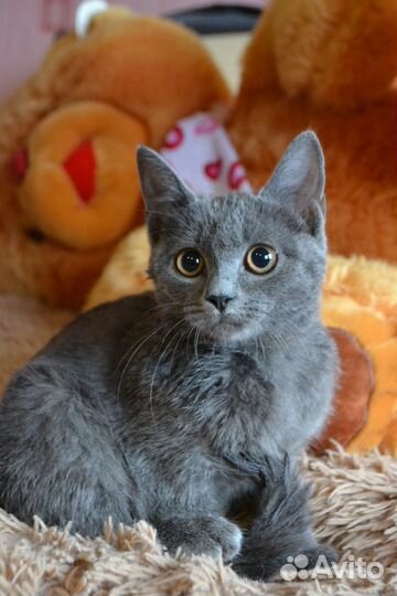 Котенок в добрые руки