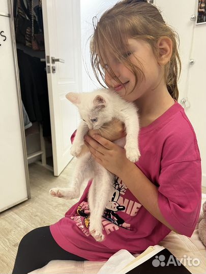 Котенок турецкий ван девочка