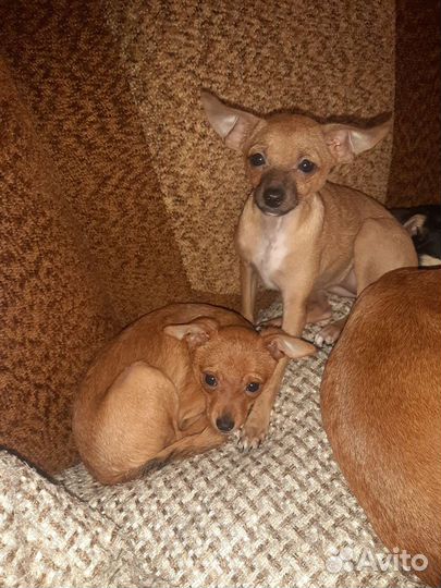 Мини той-терьер