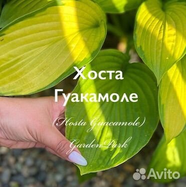 Хоста Гуакамоле (Hosta Guacamole)