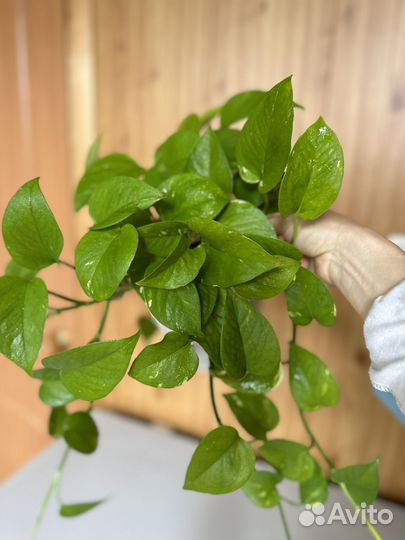 Комнатные растения коллекционные