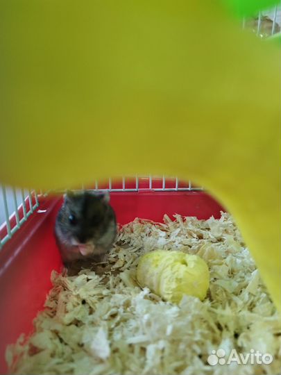 Клетка для джунгарика