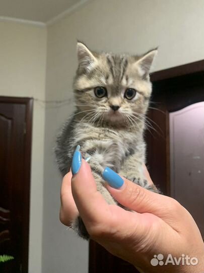 Шотландские котята