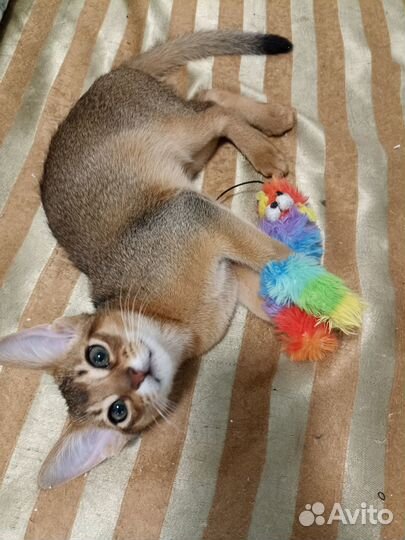 Абиссинские котята