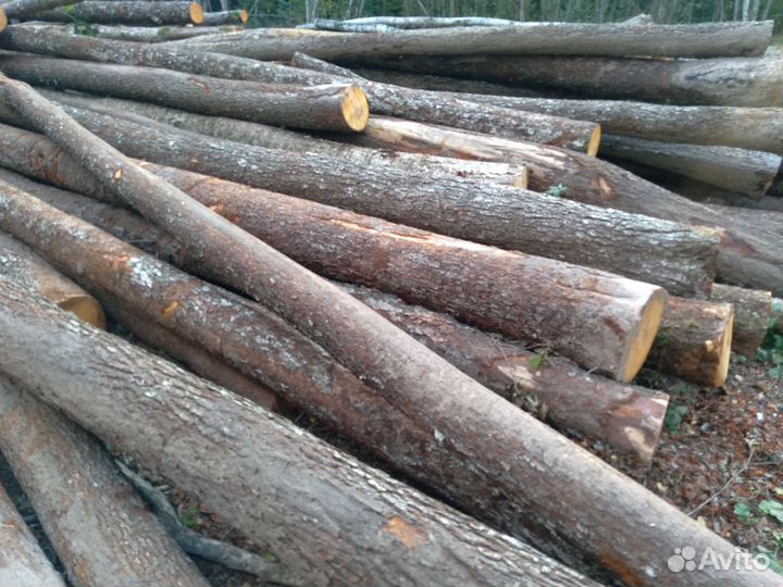 Ольха черная кругляк