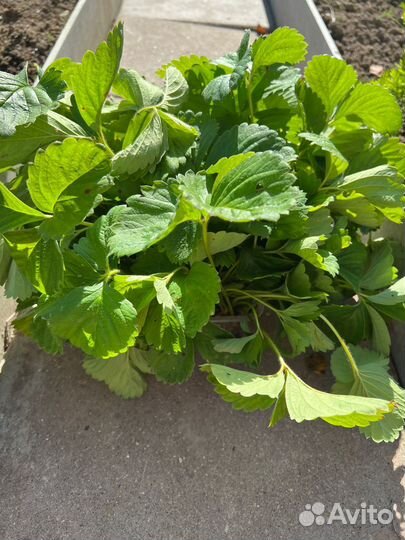 Усы клубники