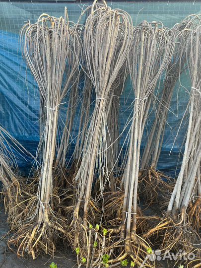 Деревья на штамбе