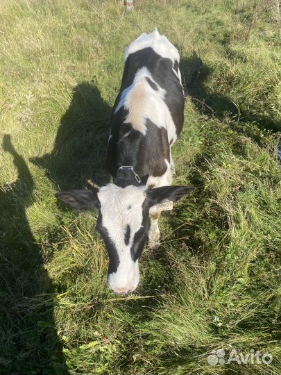 Теленок Голштин