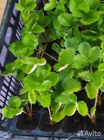 Саженцы клубники Елизавета 2 фриго,зкс