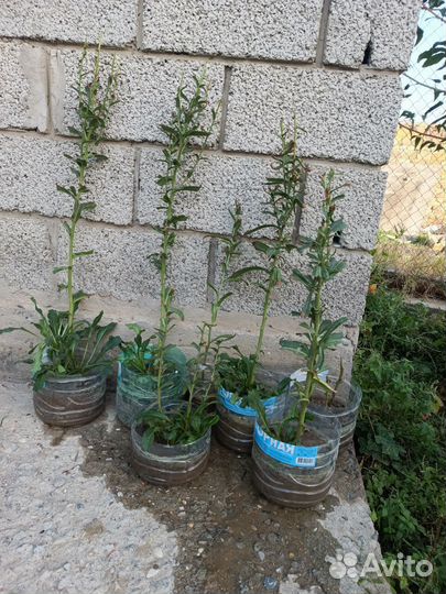 Ромашка нивяник