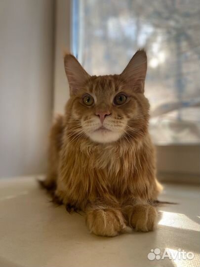 Котята мейн-кун