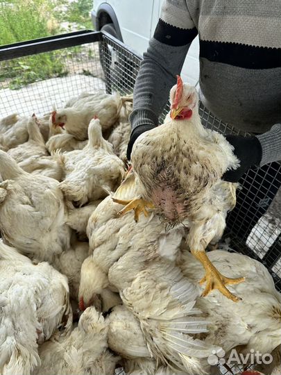 Куры бройлеры