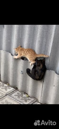 Котята в добрые руки бесплатно